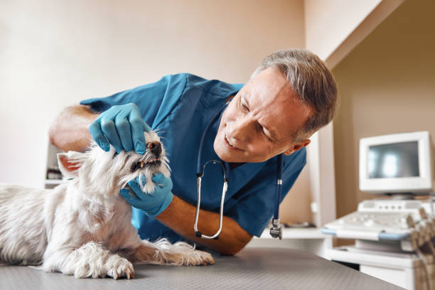 Best Dental Abscess Treatment in Suitland, MD